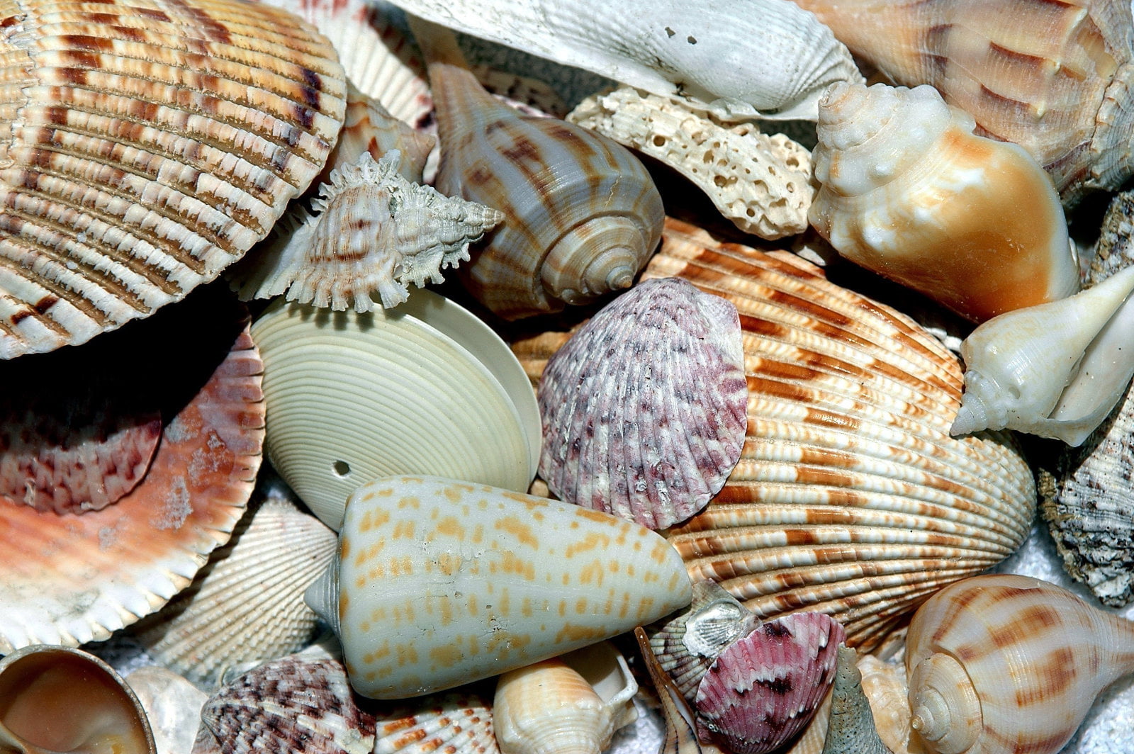 Shelling Guide in Lovers Key, Florida