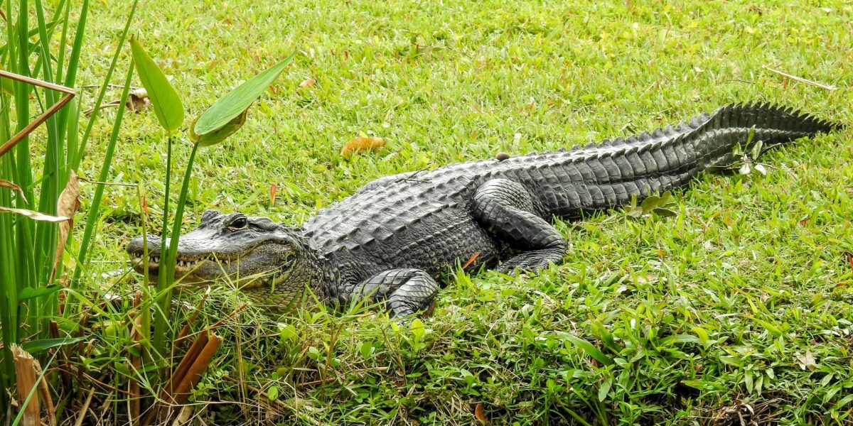 An Introduction to the Alligators of Lovers Key