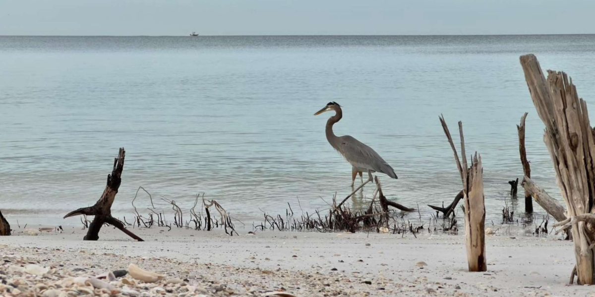 Wildlife Watching at Lovers Key What You Can Expect to See